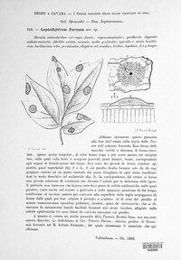 Leptothyrium peronae image